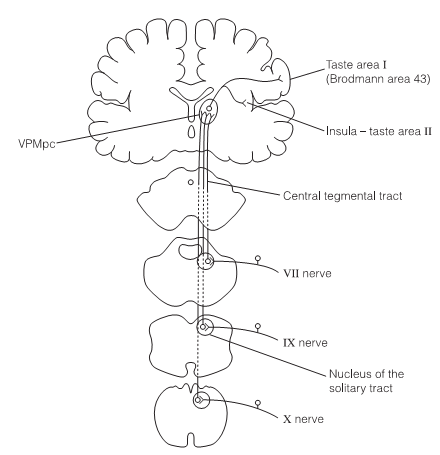 1845_Anatomy of taste pathways.png